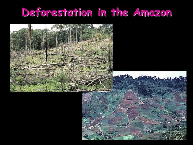 Deforestation in the Amazon